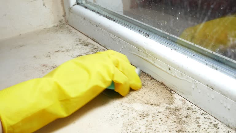 Environmental Consulting for Mold Prevention in Patrick Af, FL